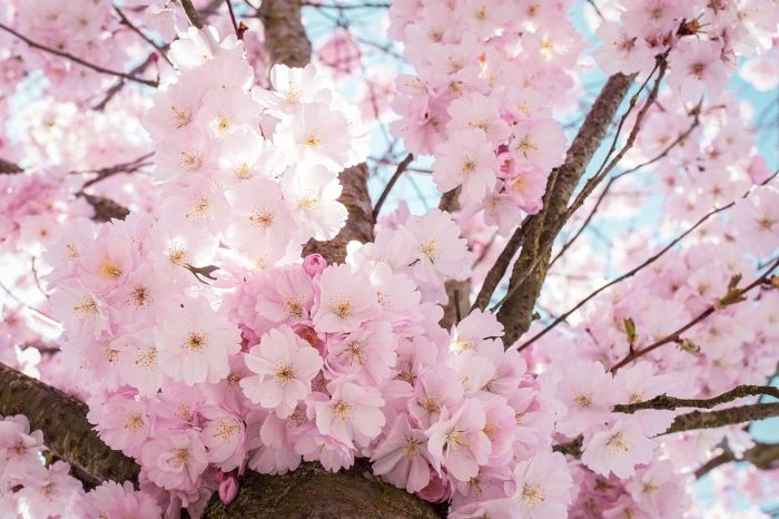 cherry-blossoms-4098985_1280 (1).jpg